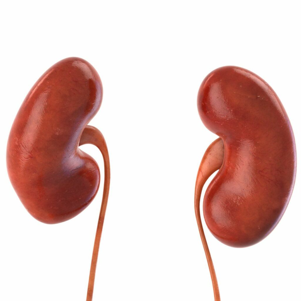 kidney