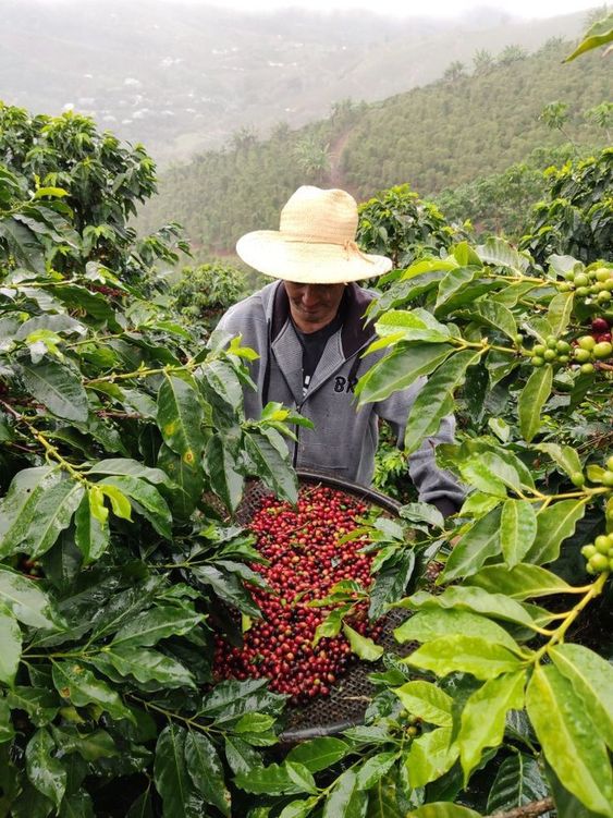 a farmer harvesting fresh coffee crops